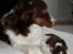 Border collie Quince Tree Ashlyn