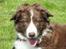 Border collie Quince Tree Ashlyn