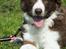Border collie Quince Tree Ashlyn