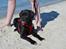 Blanding af racer Bell (labrador/boxer) - På stranden.
15 uger.