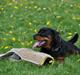Rottweiler  Kenja