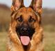 Schæferhund Smeds Harley