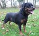 Rottweiler Arzadons Latoya
