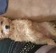 Biewer yorkshire terrier Goldie