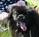 Pekingeser Milas (Elvis)