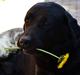 Labrador retriever Athos RIP