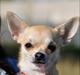 Chihuahua Pudselykke Bang-on Isis *DKK*