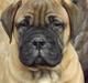 Bullmastiff Finn
