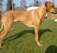 Rhodesian ridgeback Kinyemi At Awesome Valley's G'Anaya