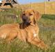 Rhodesian ridgeback Kinyemi At Inkiru Valley´s Inubia 