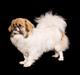 Tibetansk spaniel Tes-La´s Ha-Go-Ba