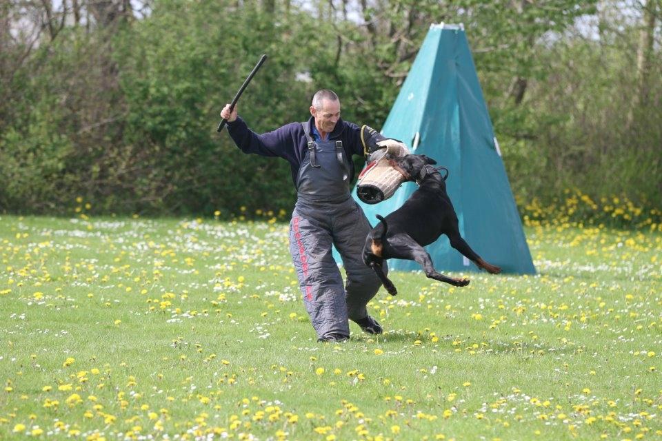 Dobermann Dobergaarden F. Diesel billede 12
