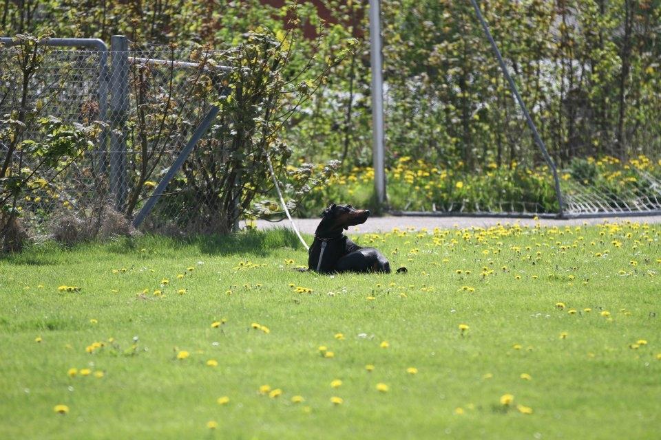 Dobermann Dobergaarden F. Diesel billede 13
