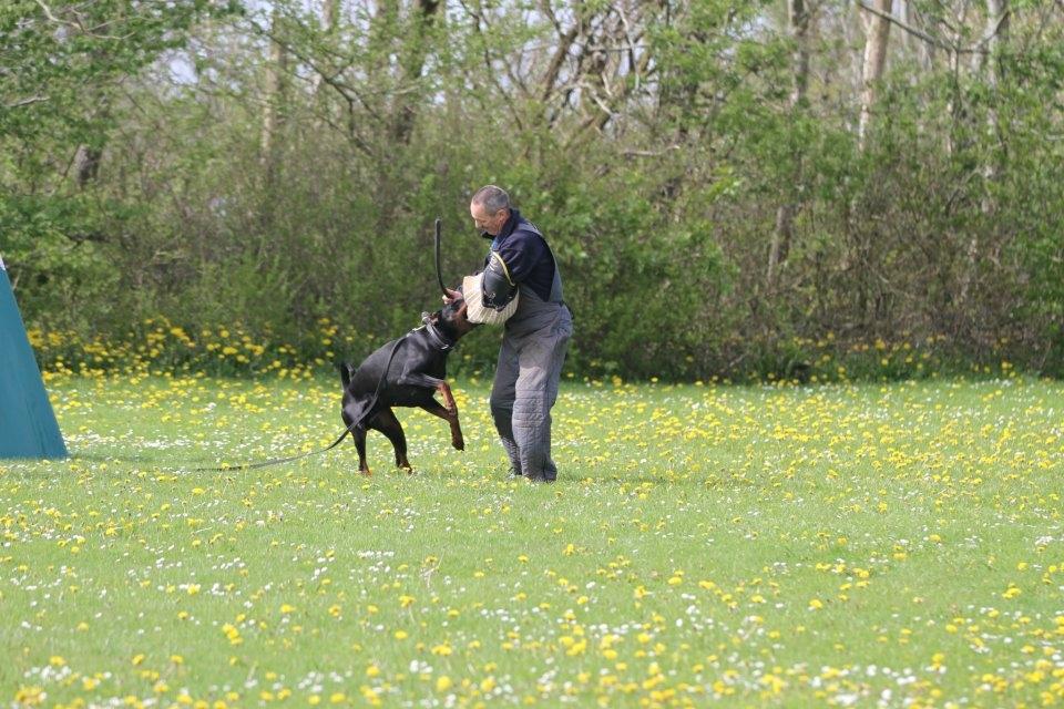 Dobermann Dobergaarden F. Diesel billede 14