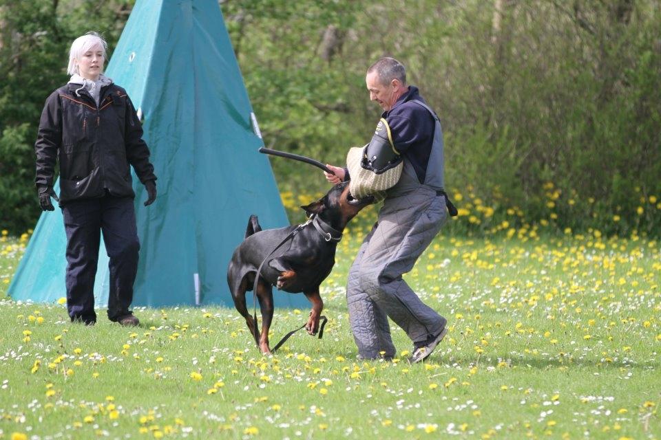 Dobermann Dobergaarden F. Diesel billede 15