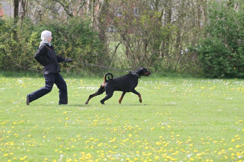 Dobermann Dobergaarden F. Diesel billede 16