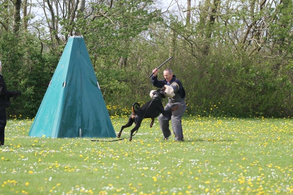 Dobermann Dobergaarden F. Diesel billede 17