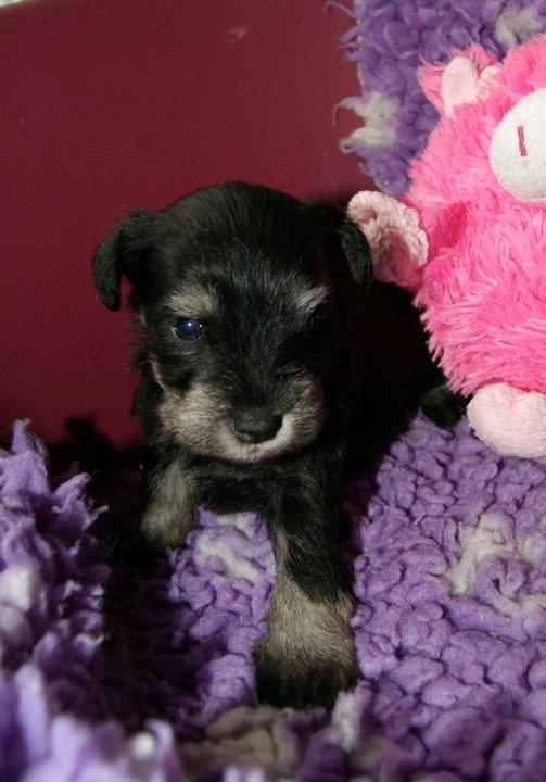 Dvaergschnauzer Soffi billede 14