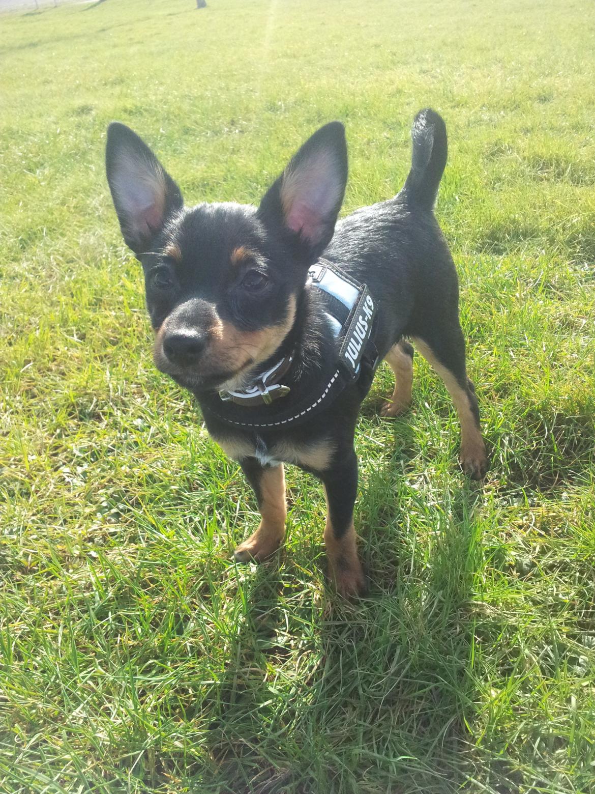 Blanding af racer Cody billede 1