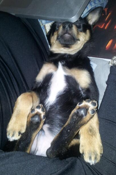 Blanding af racer Cody - Puttetrolden billede 2