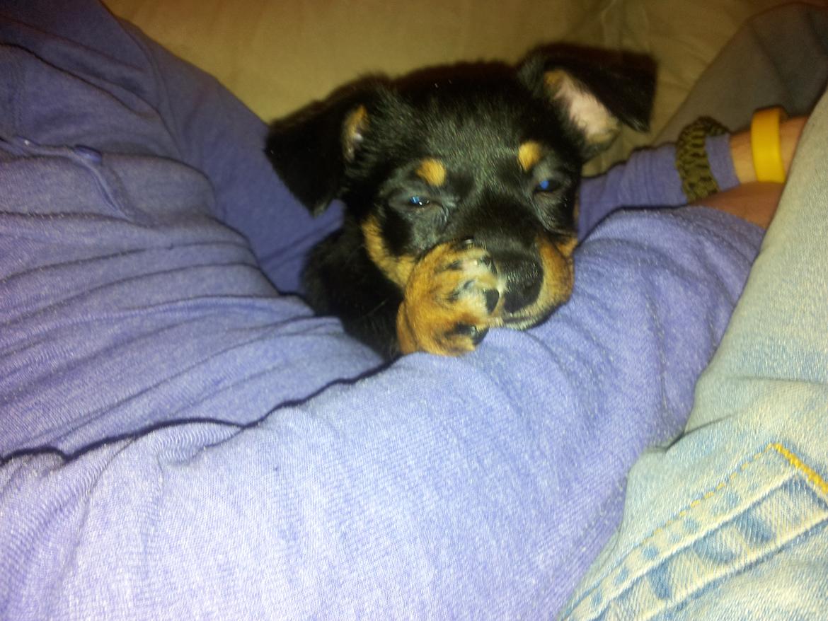 Blanding af racer Cody - lige da vi havde fået ham billede 3