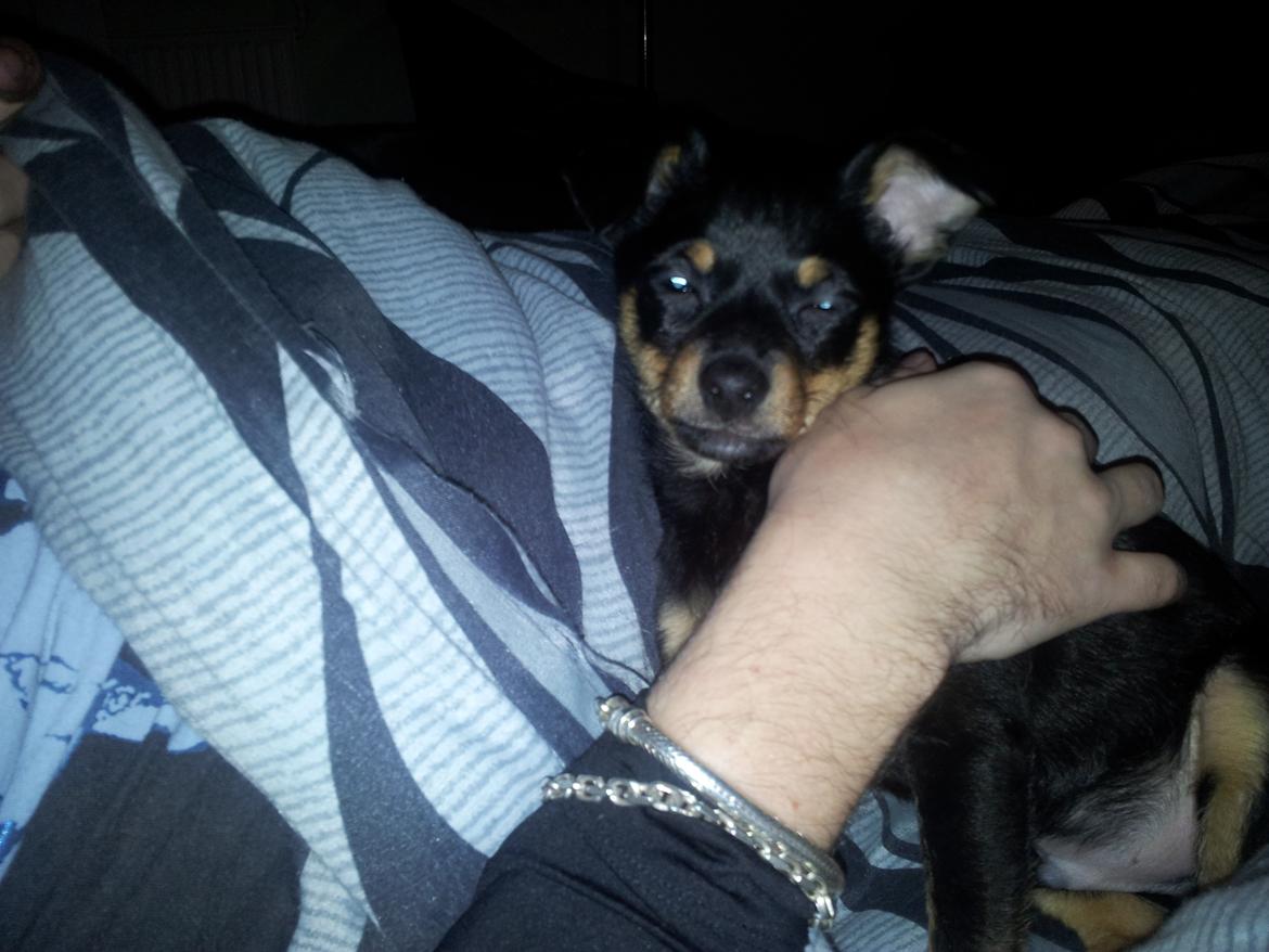 Blanding af racer Cody billede 4