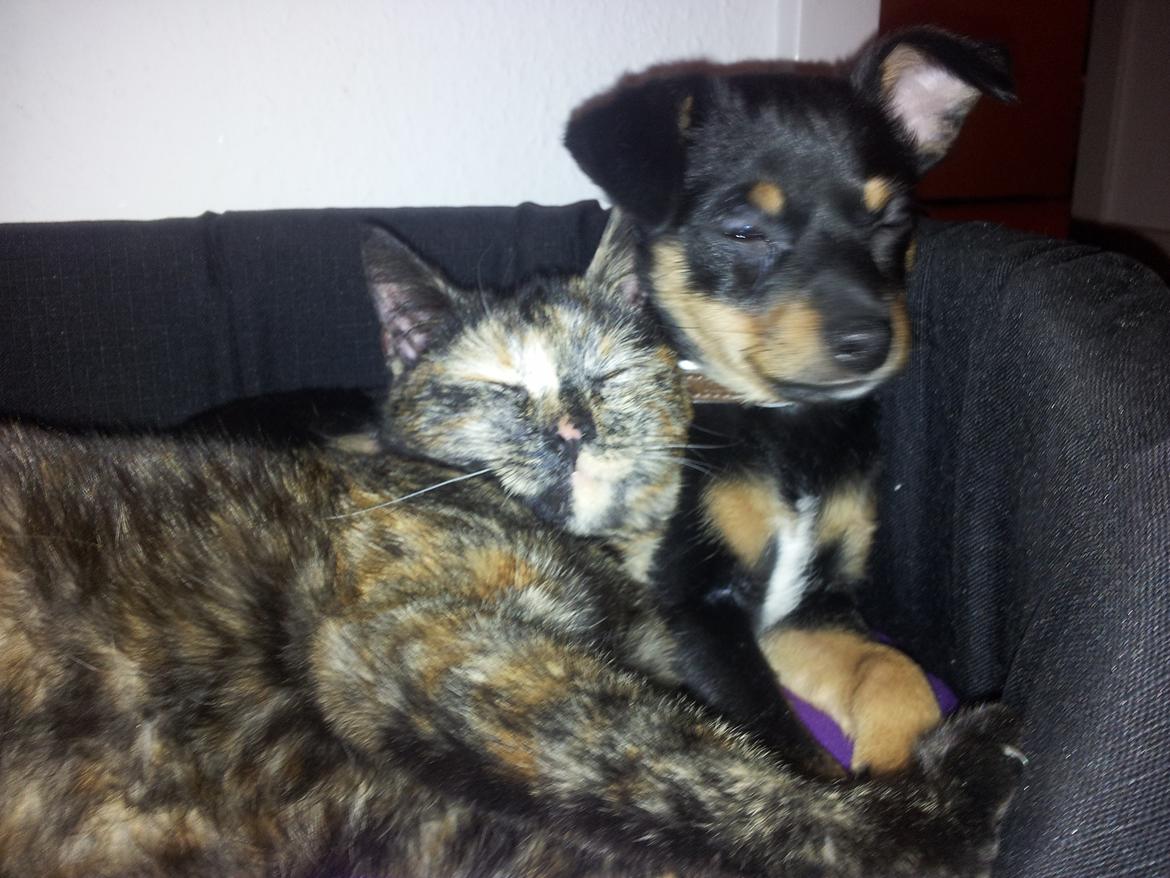 Blanding af racer Cody billede 5