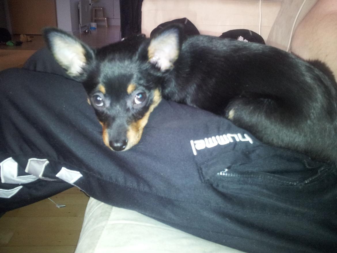 Blanding af racer Cody billede 6