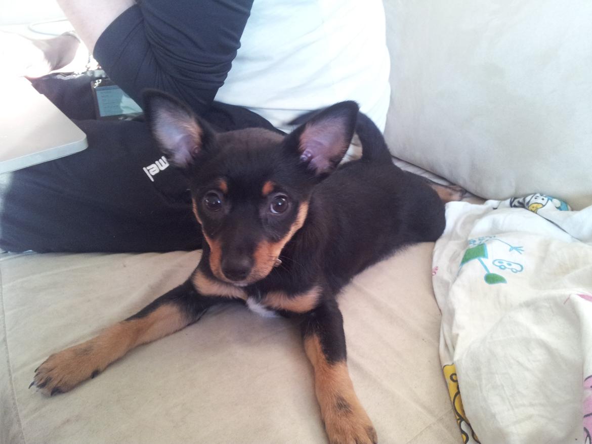 Blanding af racer Cody billede 7