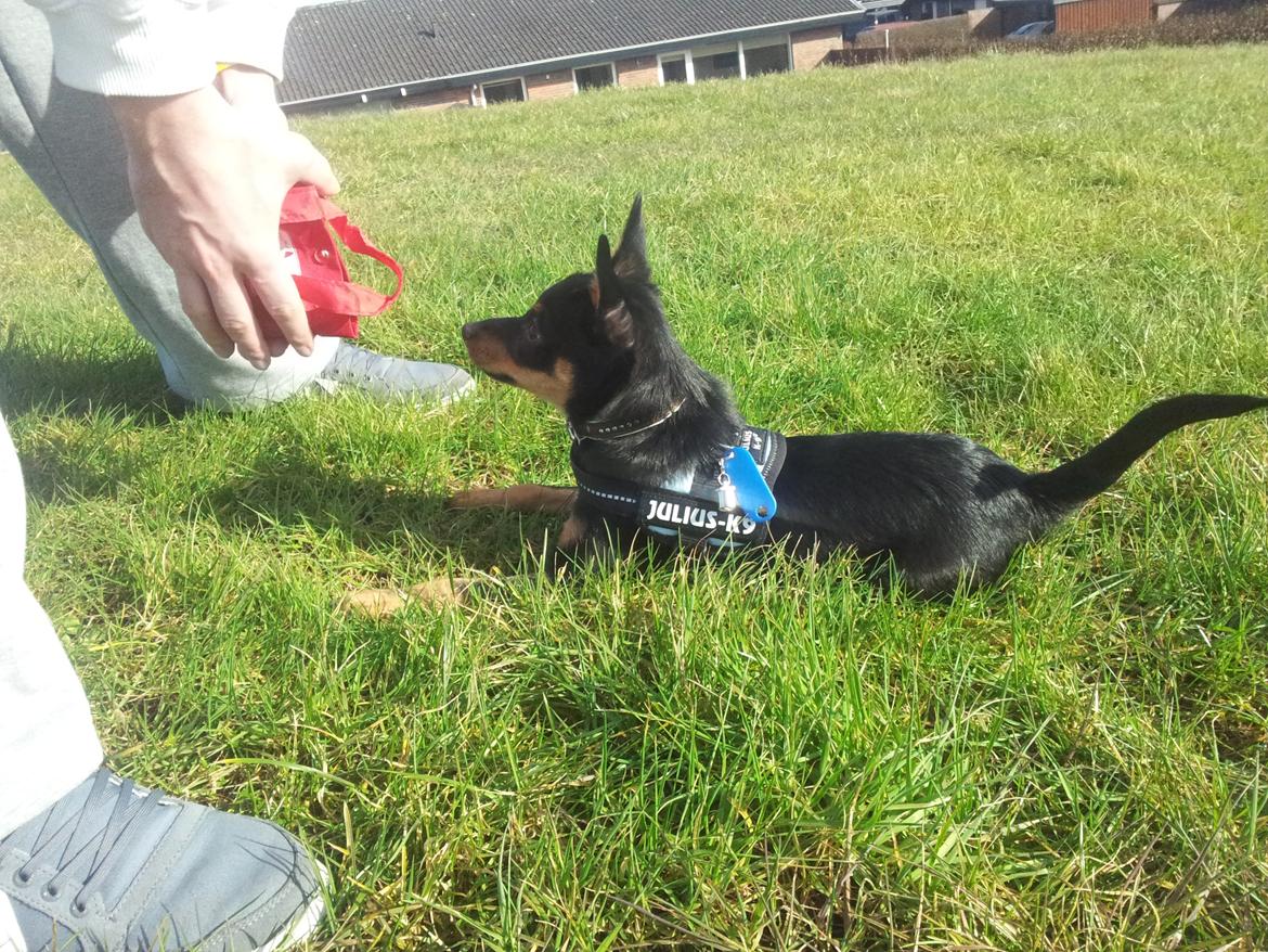 Blanding af racer Cody billede 8