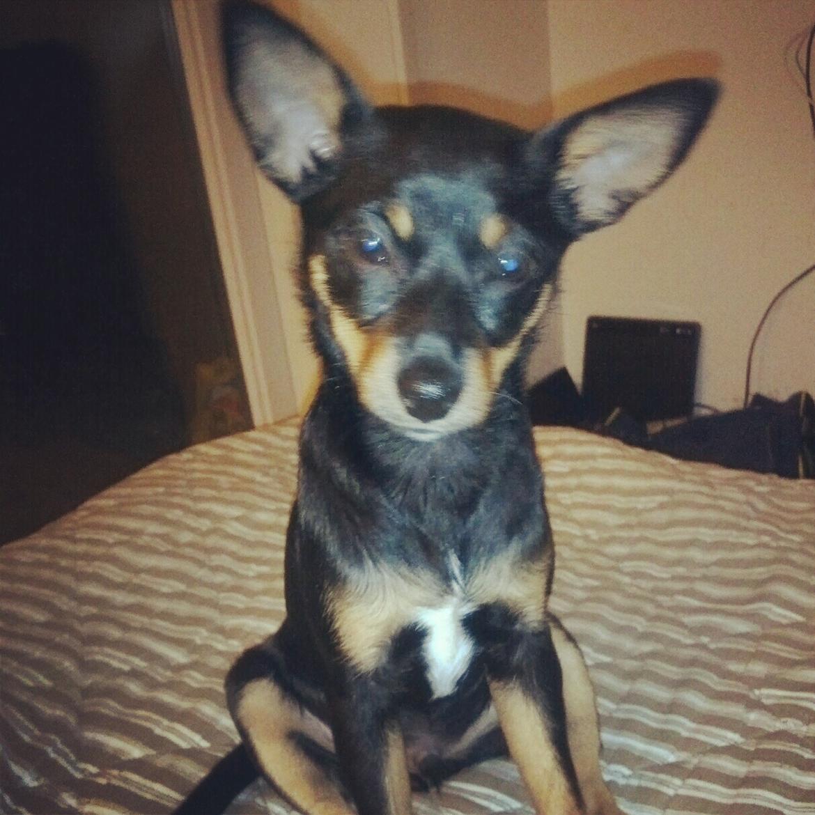 Blanding af racer Cody billede 9