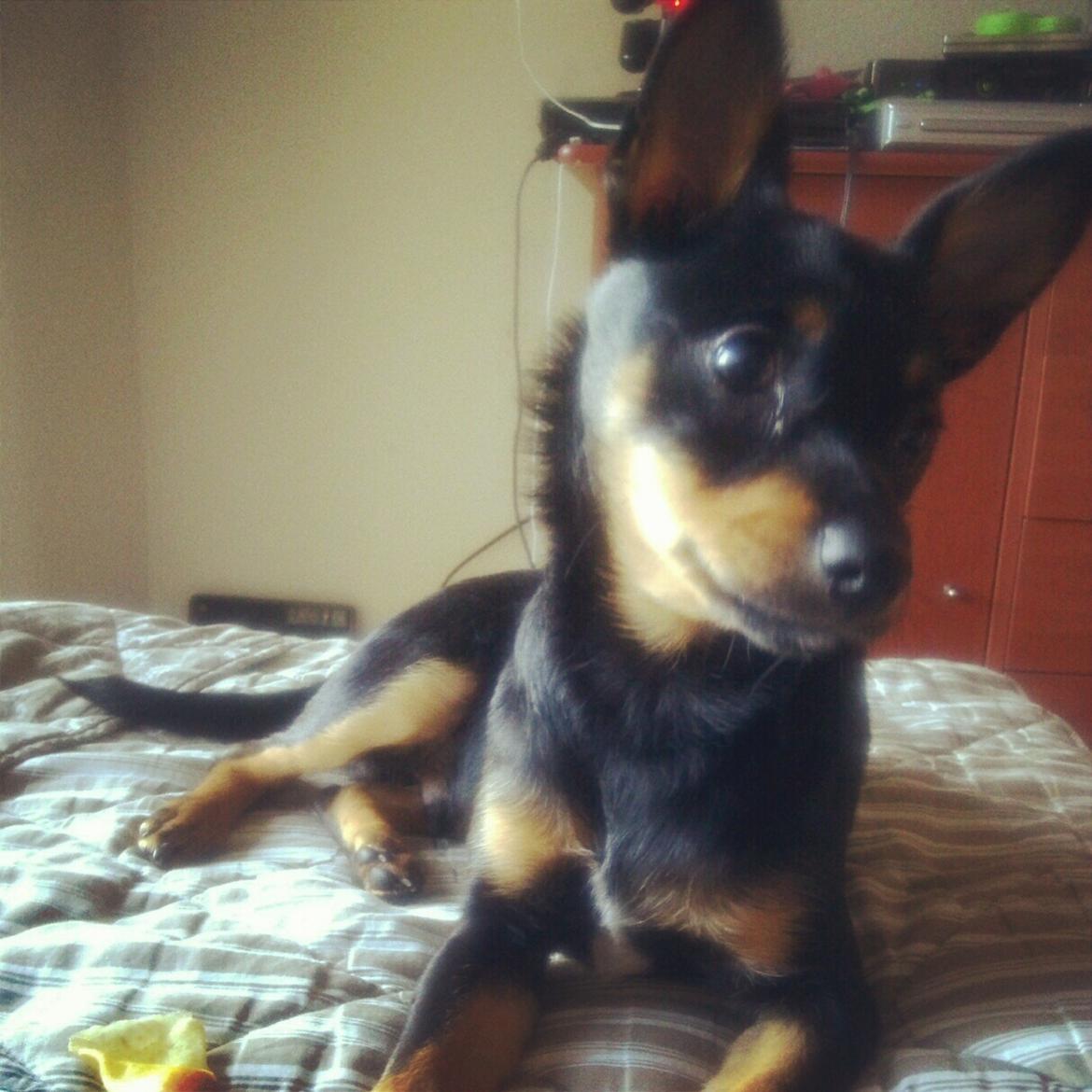 Blanding af racer Cody billede 10