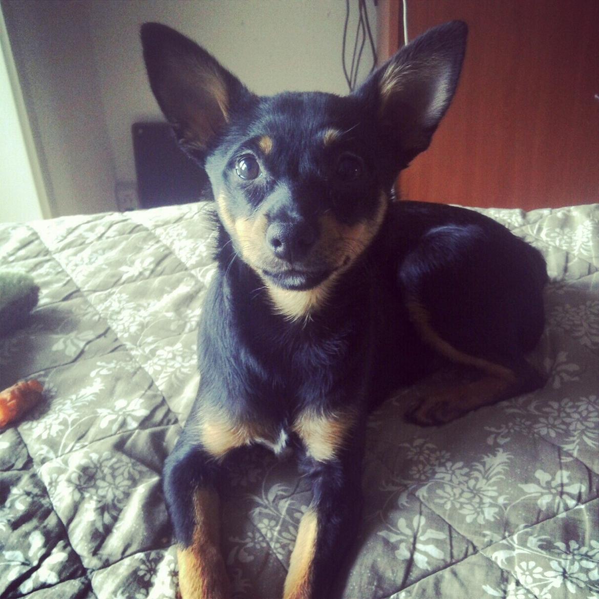 Blanding af racer Cody billede 11