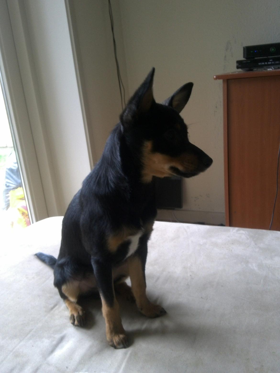 Blanding af racer Cody billede 12