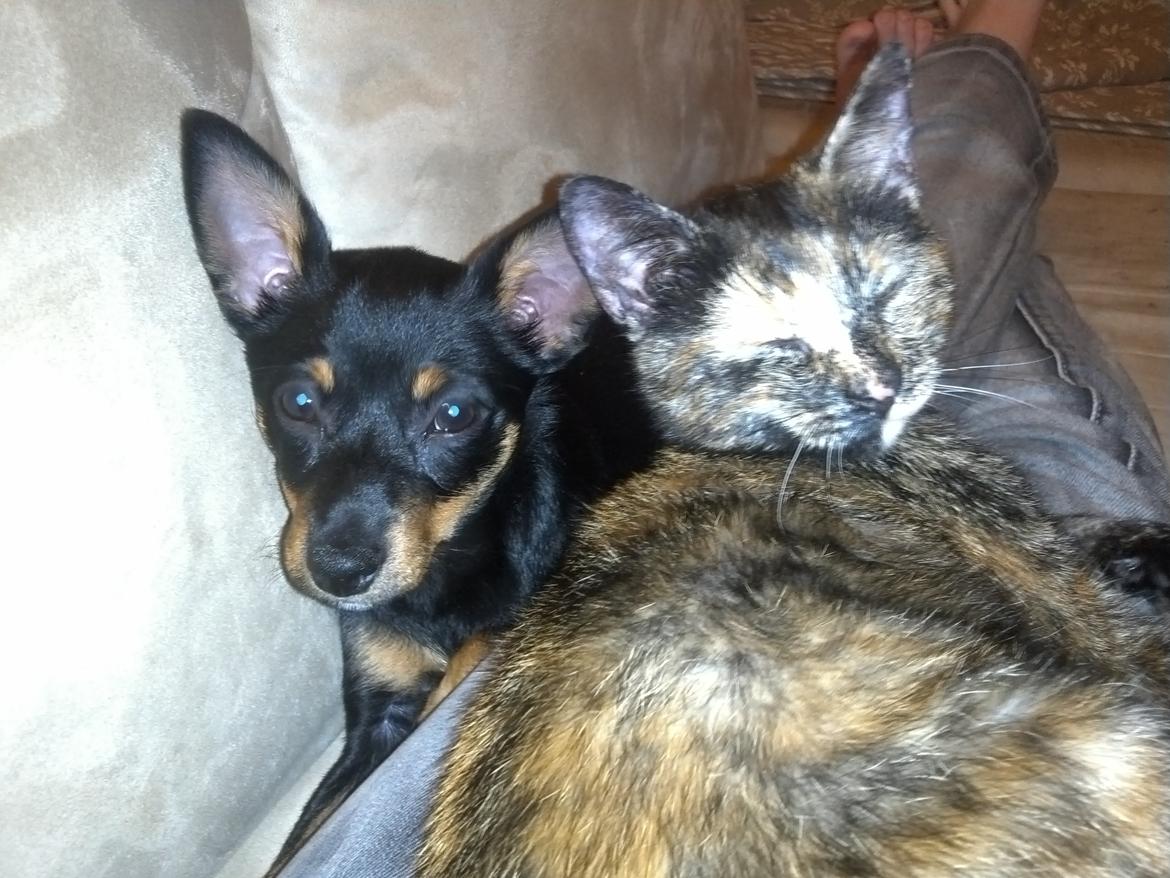 Blanding af racer Cody billede 13