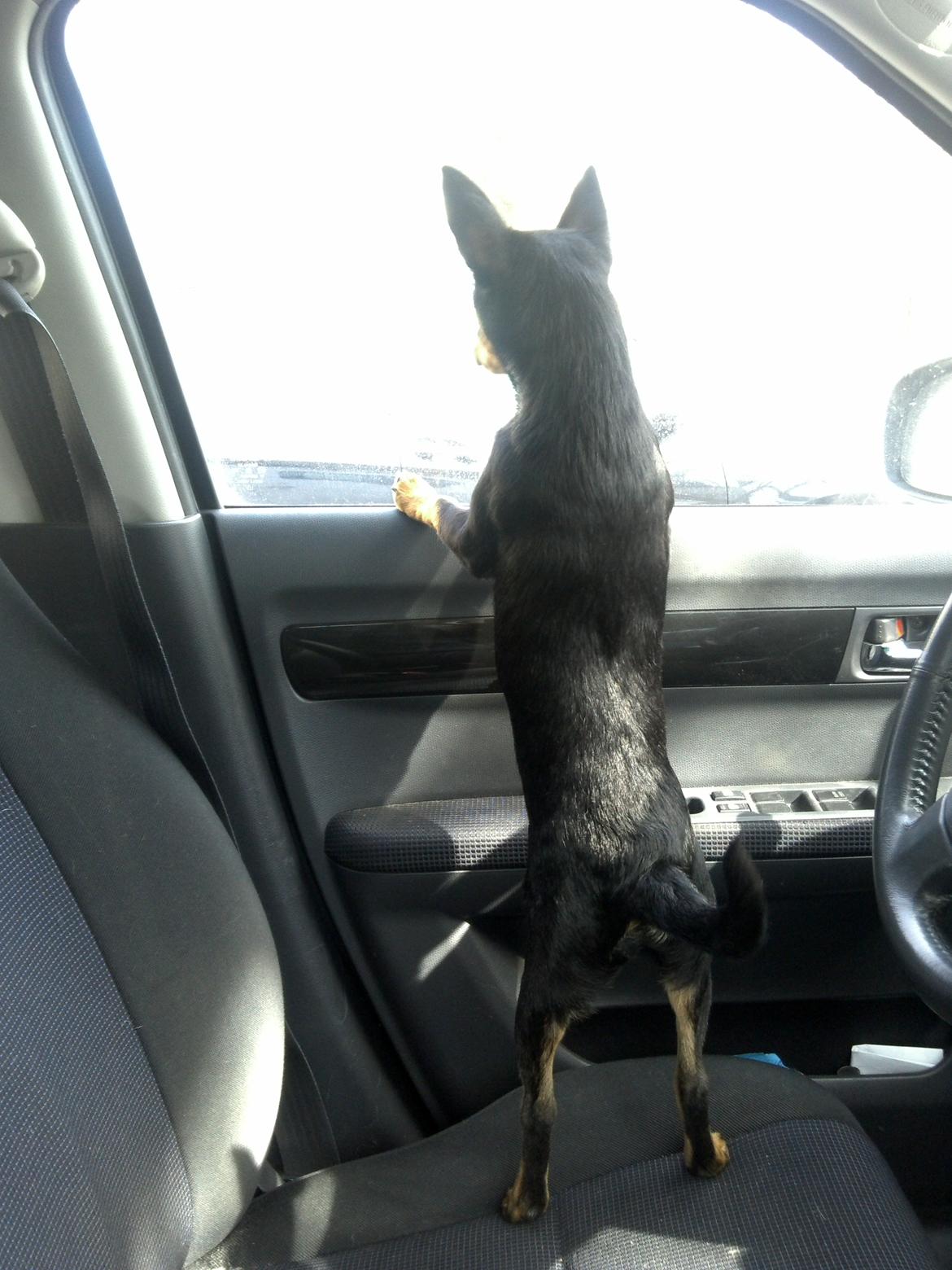 Blanding af racer Cody billede 14