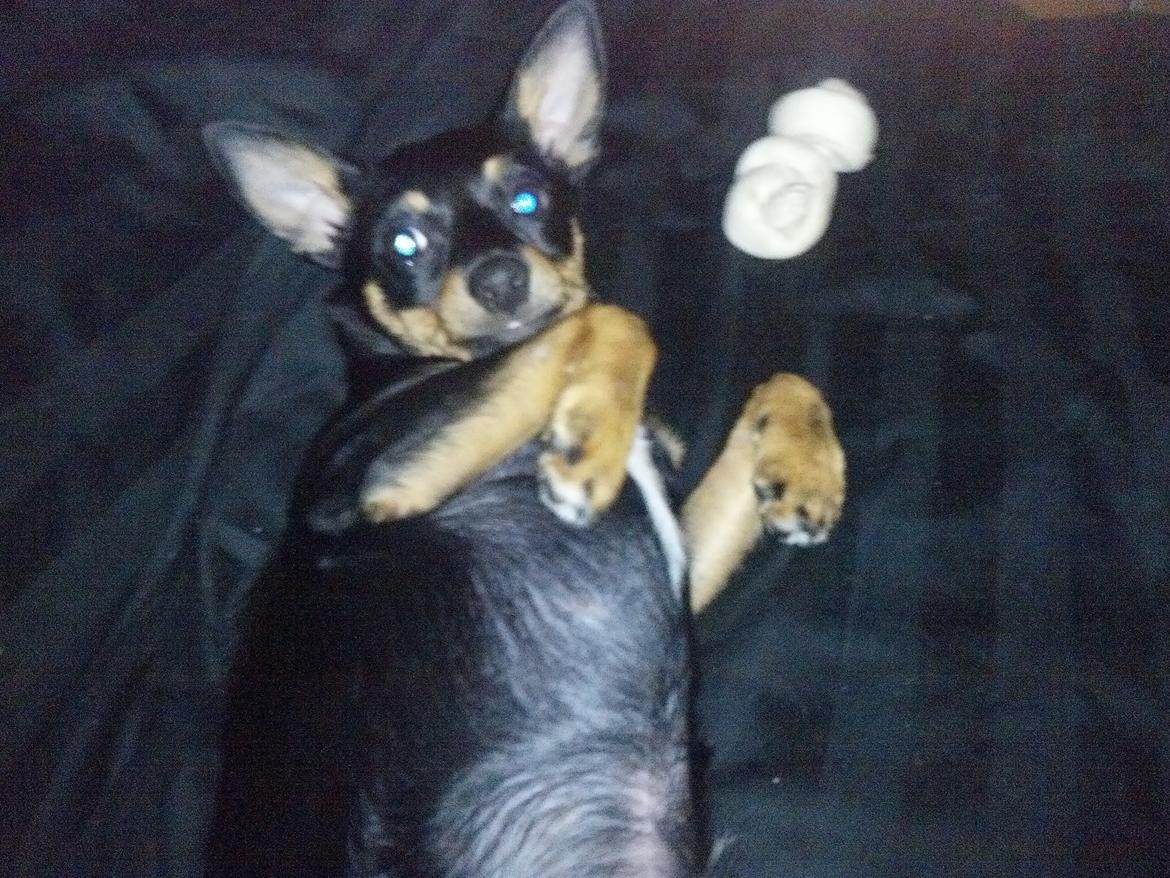 Blanding af racer Cody billede 15