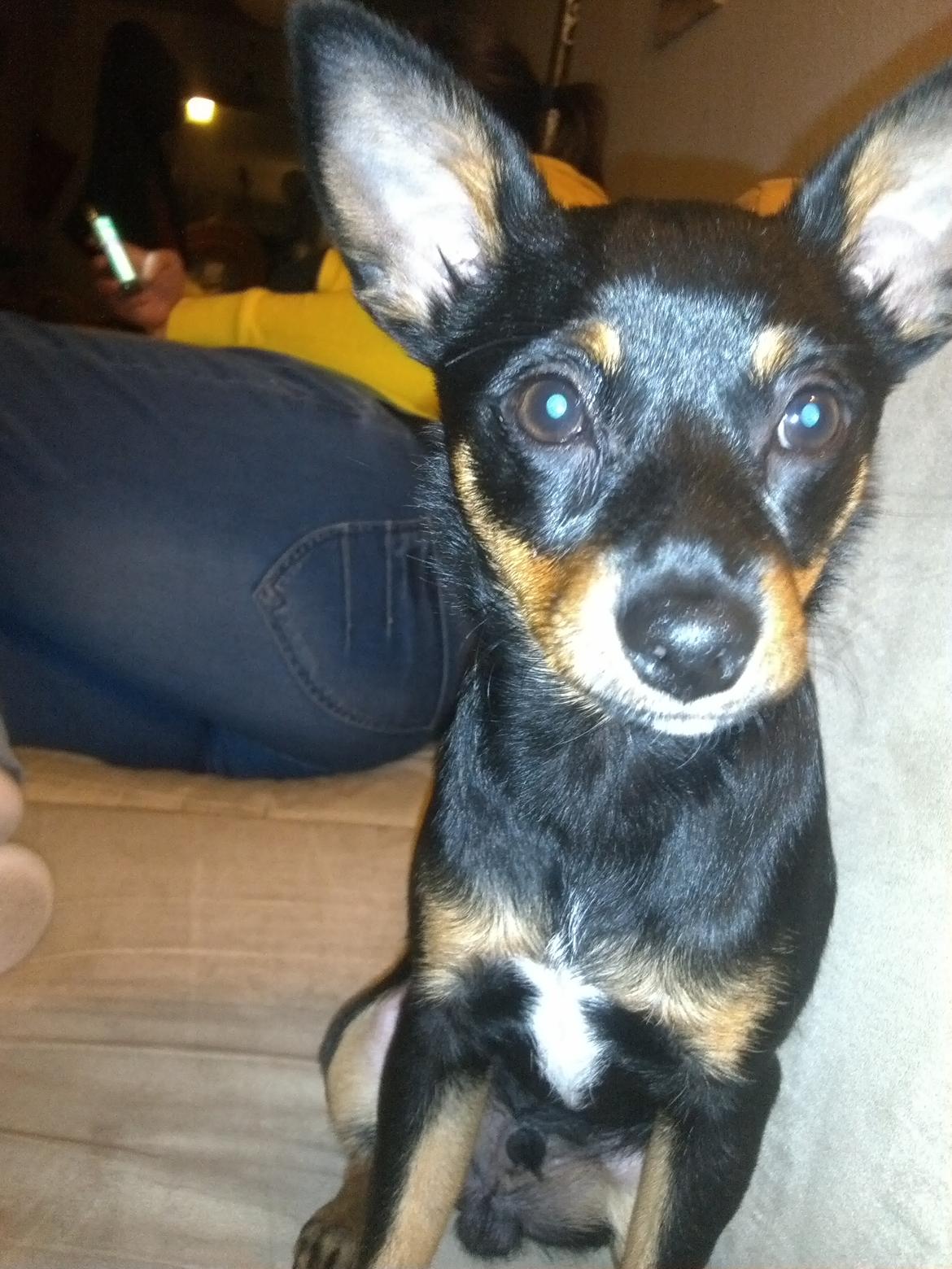 Blanding af racer Cody billede 16