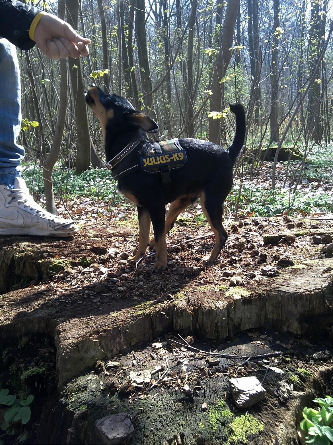 Blanding af racer Cody billede 17