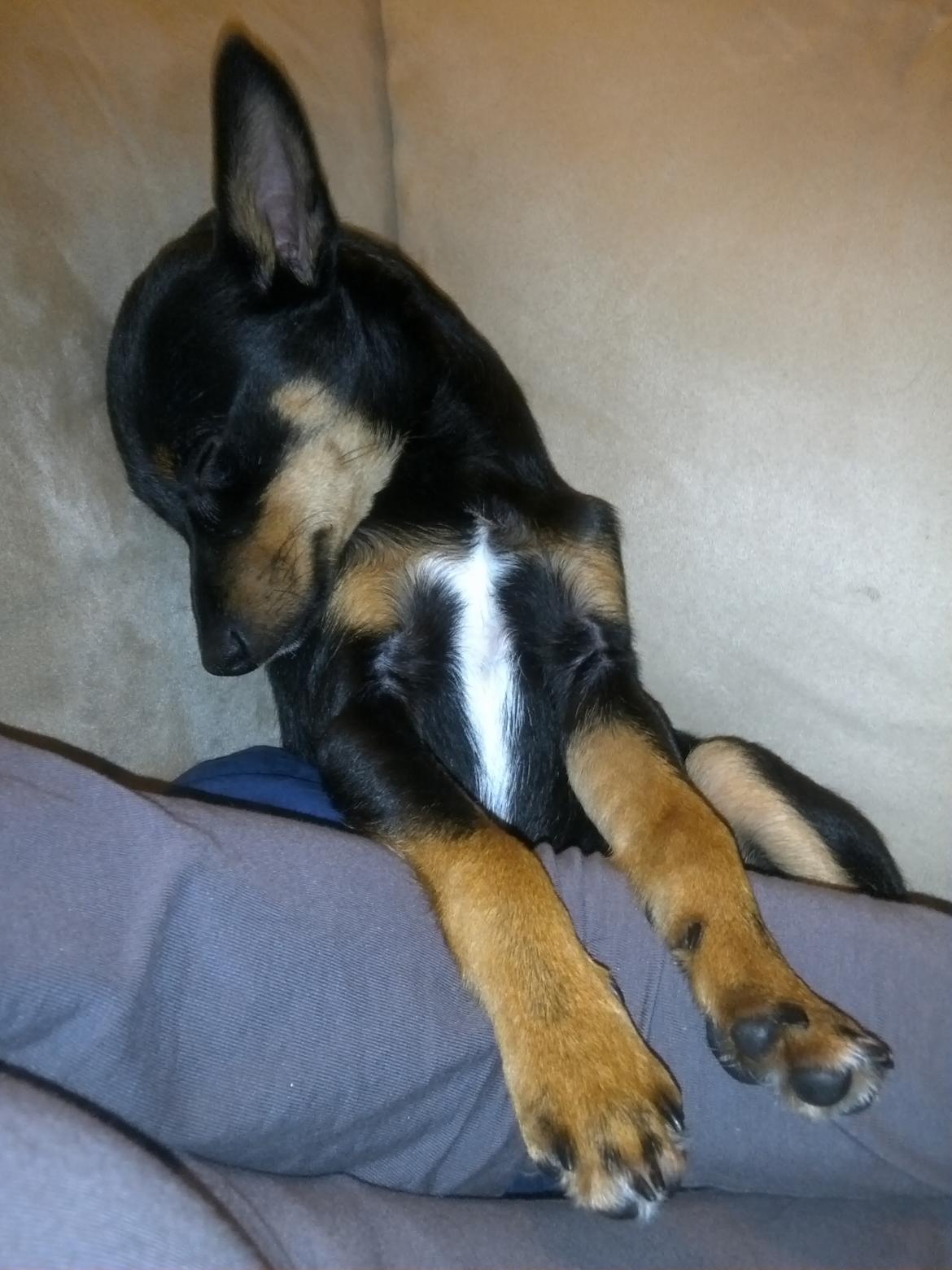 Blanding af racer Cody billede 18