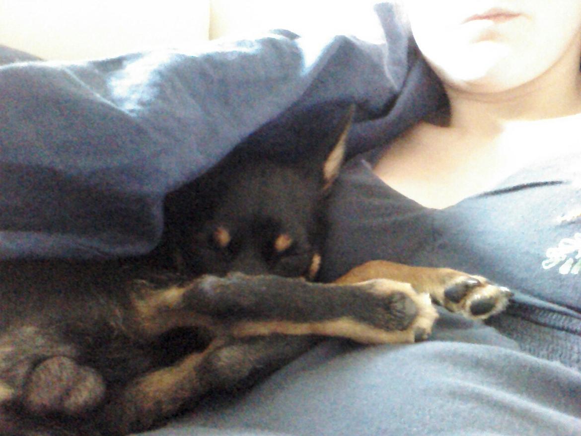 Blanding af racer Cody billede 19