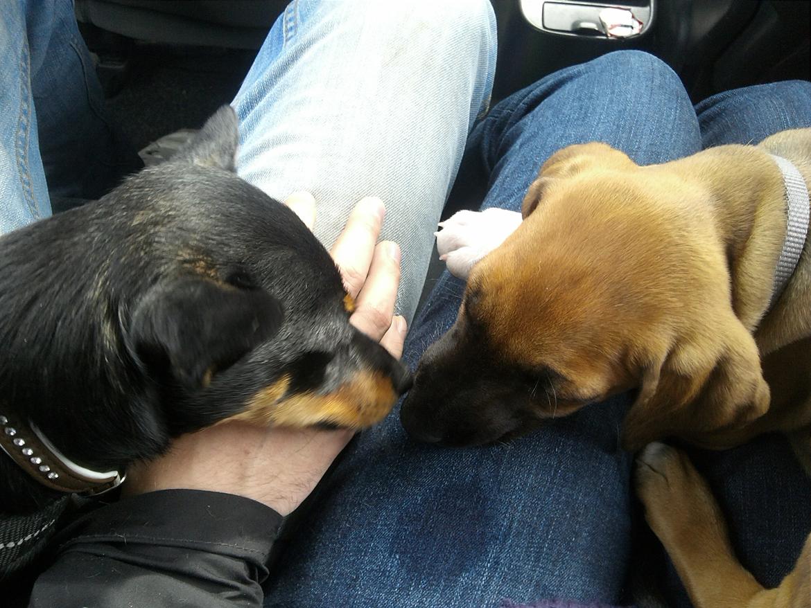 Blanding af racer Cody billede 20