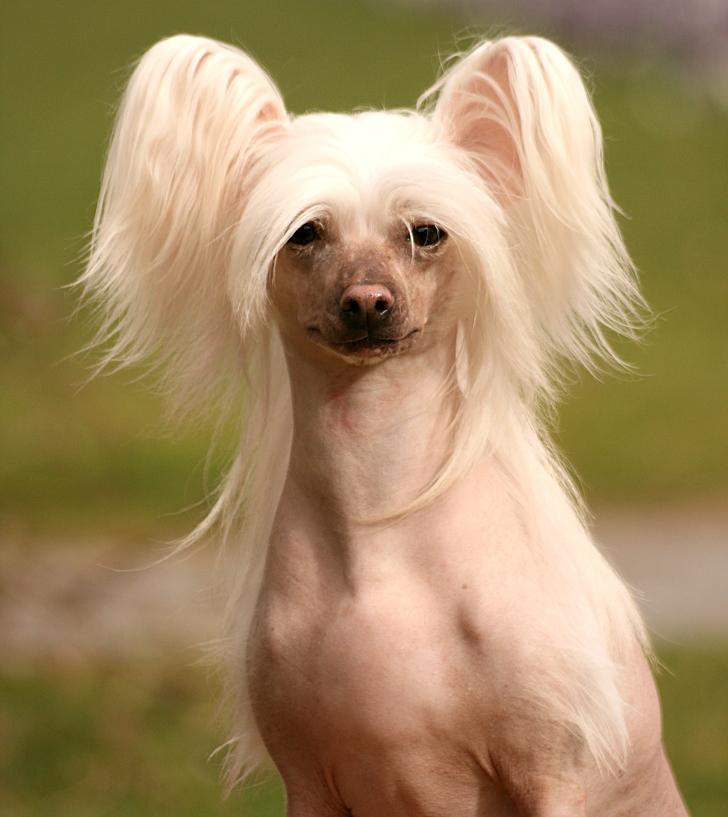 Chinese crested hårløs Silas - Velkommen til Silas profil billede 21