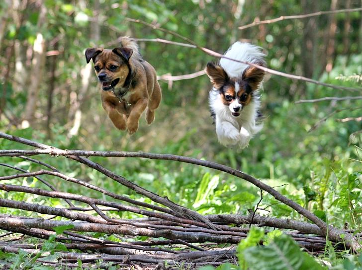 Blanding af racer Lilly - Lilly og King hopper over en masse grene. *17-07-07* billede 40