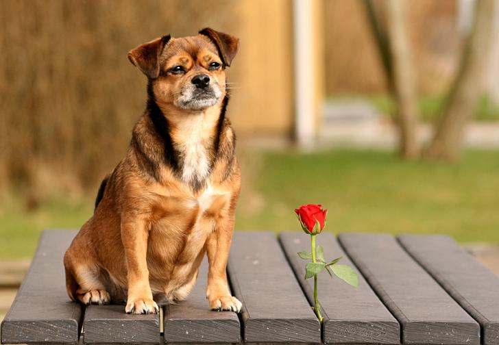 Blanding af racer Lilly - Min rose Lilly :) billede 41