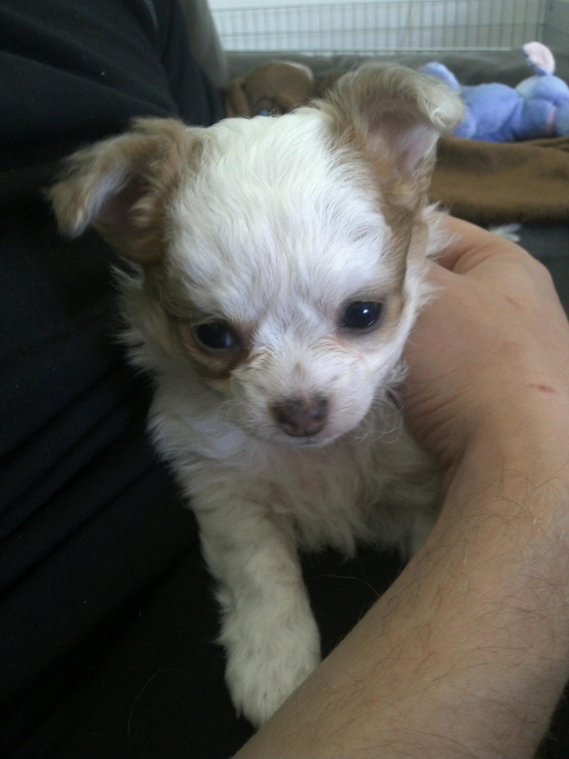 Chihuahua Chihunde's Aya billede 1