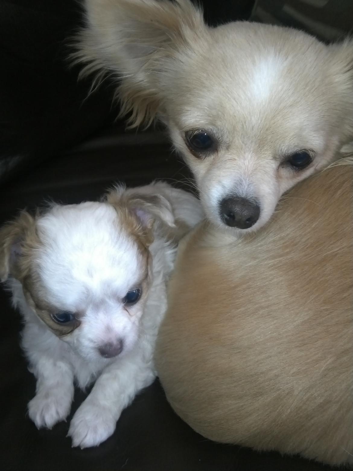 Chihuahua Chihunde's Aya billede 2