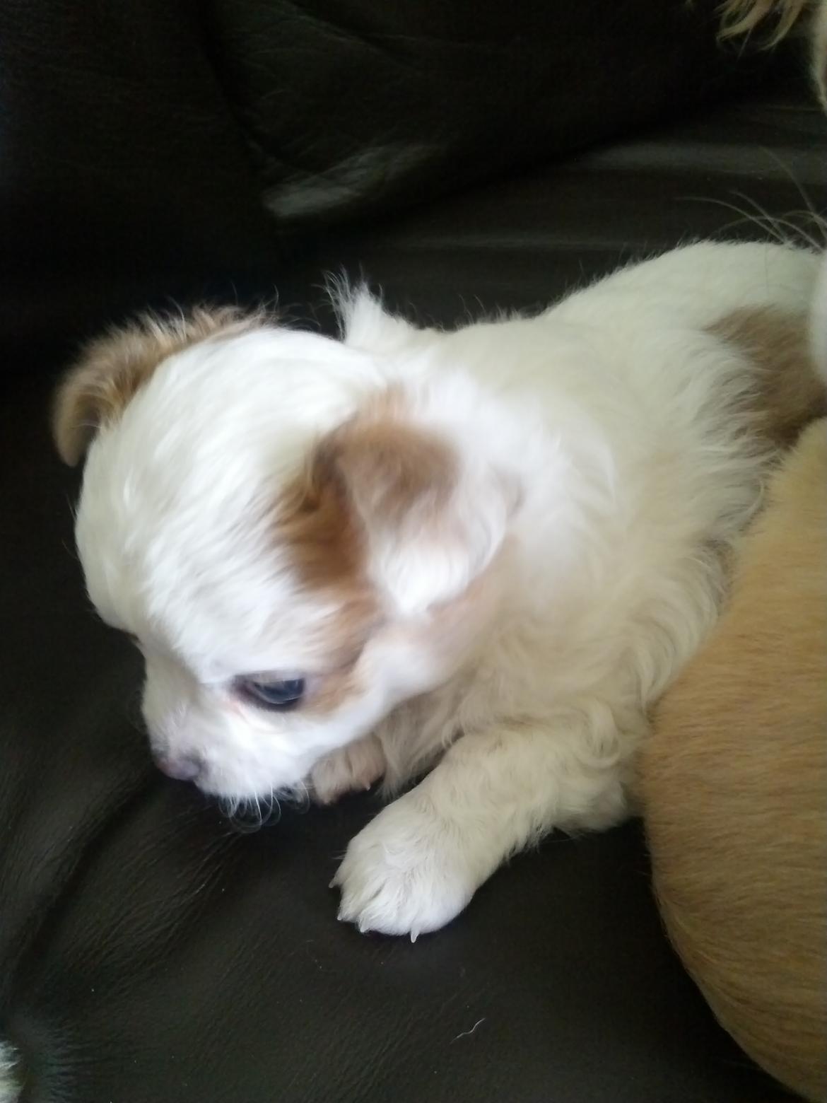 Chihuahua Chihunde's Aya billede 3