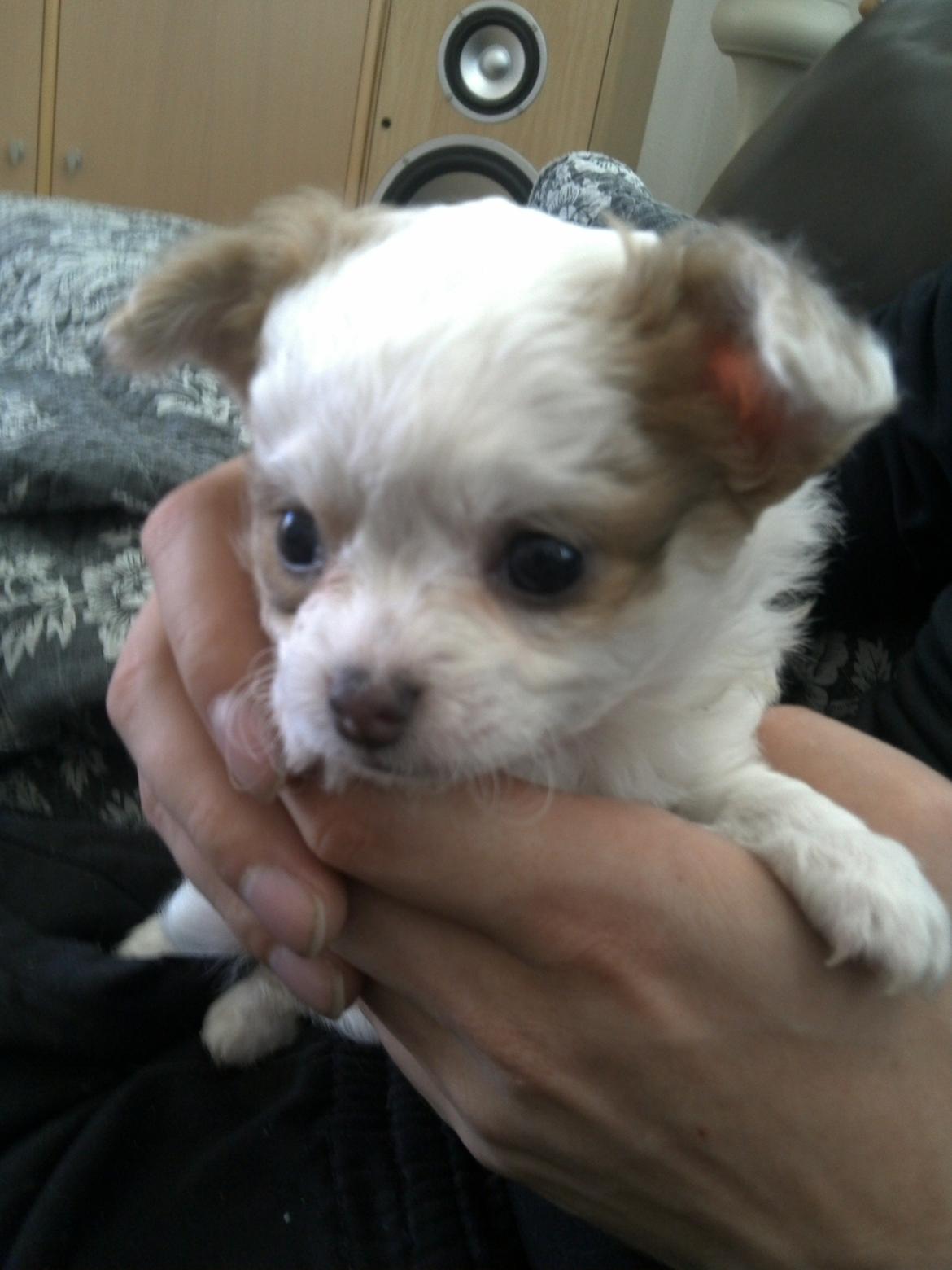 Chihuahua Chihunde's Aya billede 4