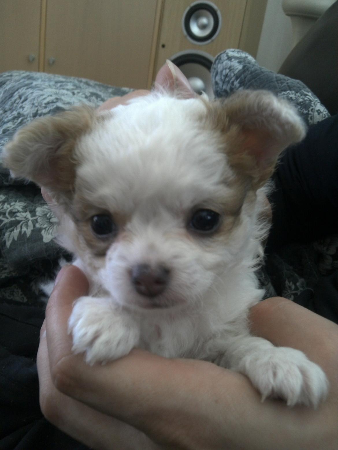 Chihuahua Chihunde's Aya billede 5